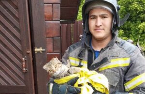 В Майме пожарные спасли кошку из выгребной ямы