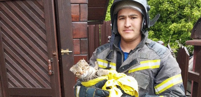 В Майме пожарные спасли кошку из выгребной ямы