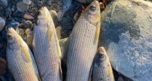 На Алтае задержали рыбака-браконьера из Тувы На Алтае задержали рыбака-браконьера из Тувы