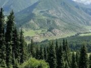 В Республике Алтай усилили охрану лесов