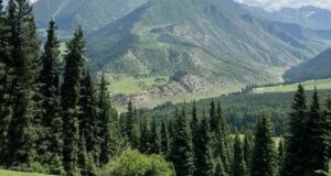 В Республике Алтай усилили охрану лесов В Республике Алтай усилили охрану лесов