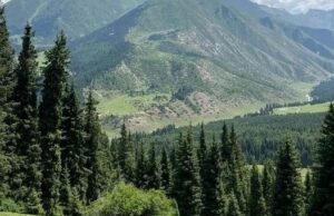 В Республике Алтай усилили охрану лесов