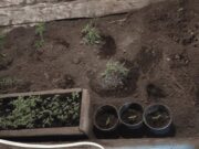 В Усть-Коксинском районе мужчина вырастил у себя на участке почти 400 кустов конопли