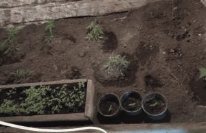 В Усть-Коксинском районе мужчина вырастил у себя на участке почти 400 кустов конопли