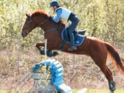 Соревнования по конному спорту прошли в Горно-Алтайске
