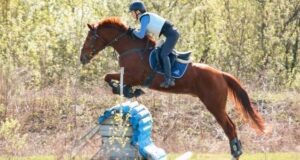 Соревнования по конному спорту прошли в Горно-Алтайске