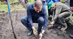 «Сад памяти»: 900 сеянцев кедра высадили в Майминском районе
