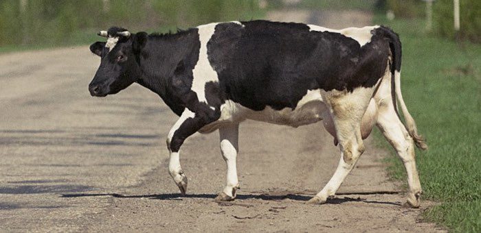 В Усть-Коксе мужчина насмерть изрубил литовкой двух коров