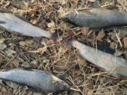 В Шавлинском заказнике поймали браконьера В Шавлинском заказнике поймали браконьера