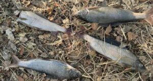 В Шавлинском заказнике поймали браконьера В Шавлинском заказнике поймали браконьера