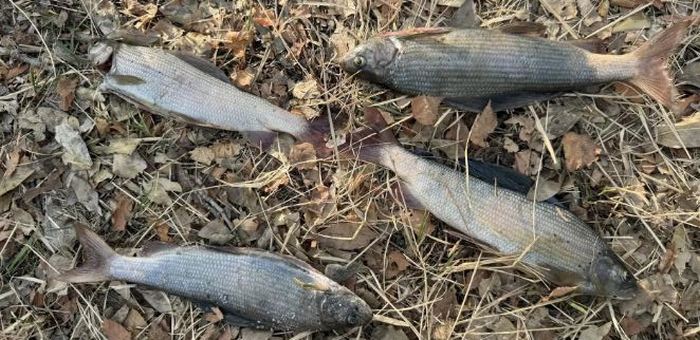 В Шавлинском заказнике поймали браконьера