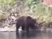 Туристы на Телецком озере сняли на видео огромного медведя Туристы на Телецком озере сняли на видео огромного медведя