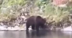 Туристы на Телецком озере сняли на видео огромного медведя Туристы на Телецком озере сняли на видео огромного медведя