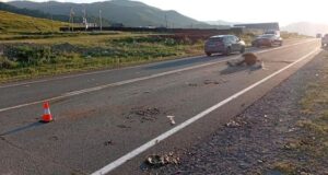 Три человека пострадали в ДТП из-за выбежавшей на дорогу коровы Три человека пострадали в ДТП из-за выбежавшей на дорогу коровы