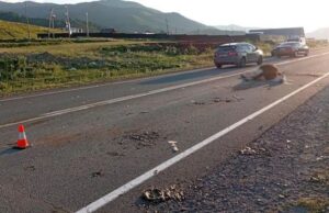 Три человека пострадали в ДТП из-за выбежавшей на дорогу коровы Три человека пострадали в ДТП из-за выбежавшей на дорогу коровы