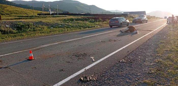 Три человека пострадали в ДТП из-за выбежавшей на дорогу коровы
