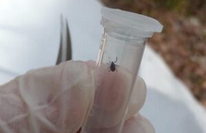 Клещевым энцефалитом на Алтае заболели 24 человека