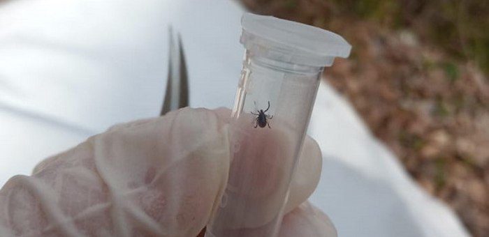 Клещевым энцефалитом заболели уже восемь человек