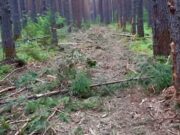 Сельчанин уничтожил деревья, чтобы расчистить себе проезд, и получил условный срок Сельчанин уничтожил деревья, чтобы расчистить себе проезд, и получил условный срок