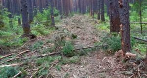 Сельчанин уничтожил деревья, чтобы расчистить себе проезд, и получил условный срок Сельчанин уничтожил деревья, чтобы расчистить себе проезд, и получил условный срок
