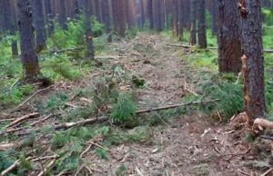 Сельчанин уничтожил деревья, чтобы расчистить себе проезд, и получил условный срок