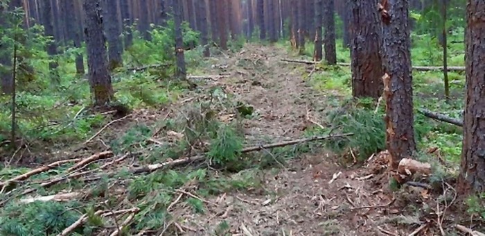 Сельчанин уничтожил деревья, чтобы расчистить себе проезд, и получил условный срок