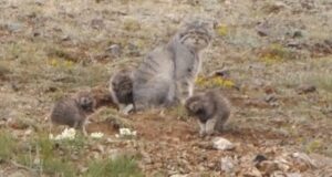 Краснокнижных манулов посчитают в Республике Алтай Краснокнижных манулов посчитают в Республике Алтай