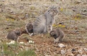 Краснокнижных манулов посчитают в Республике Алтай