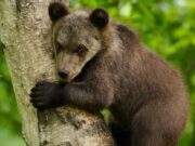 В приюте для медвежат-сирот появился новый питомец