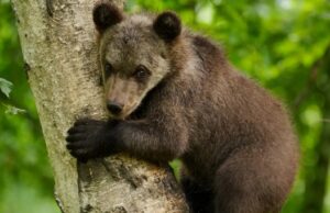 В приюте для медвежат-сирот появился новый питомец В приюте для медвежат-сирот появился новый питомец