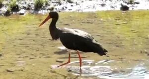 Краснокнижного черного аиста заметили в Алтайском заповеднике Краснокнижного черного аиста заметили в Алтайском заповеднике