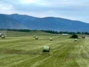 В Горном Алтае аграрии начали заготовку кормов для скота