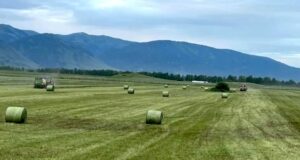 В Горном Алтае аграрии начали заготовку кормов для скота В Горном Алтае аграрии начали заготовку кормов для скота