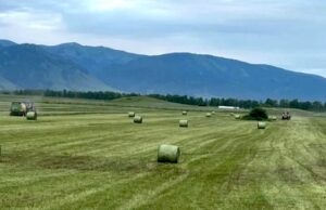 В Горном Алтае аграрии начали заготовку кормов для скота