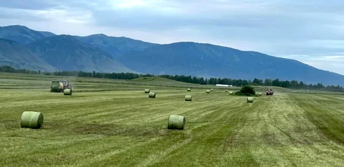 В Горном Алтае аграрии начали заготовку кормов для скота