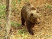 Кордон Беле в Алтайском заповеднике временно закрыт для посещения Кордон Беле в Алтайском заповеднике временно закрыт для посещения