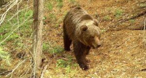 Кордон Беле в Алтайском заповеднике временно закрыт для посещения Кордон Беле в Алтайском заповеднике временно закрыт для посещения