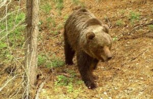 Кордон Беле в Алтайском заповеднике временно закрыт для посещения Кордон Беле в Алтайском заповеднике временно закрыт для посещения