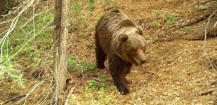 Кордон Беле в Алтайском заповеднике временно закрыт для посещения