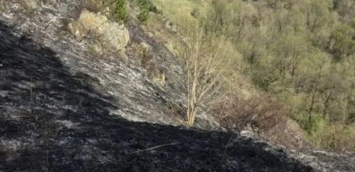 Почти 20 лесных пожаров произошло в Республике Алтай с начала года