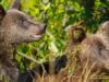 Маршрут на водопад Корбу закрыт из-за медведей (видео) Маршрут на водопад Корбу закрыт из-за медведей