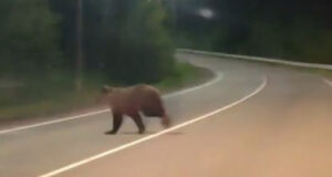 За сутки в Турочакском районе застрелили пять медведей За сутки в Турочакском районе застрелили пять медведей