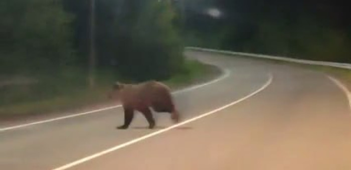 За сутки в Турочакском районе застрелили пять медведей