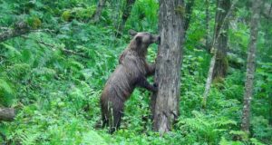 В Яйлю из-за медведей ввели комендантский час В Яйлю из-за медведей ввели комендантский час
