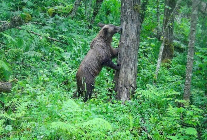В Яйлю из-за медведей ввели комендантский час В Яйлю из-за медведей ввели комендантский час