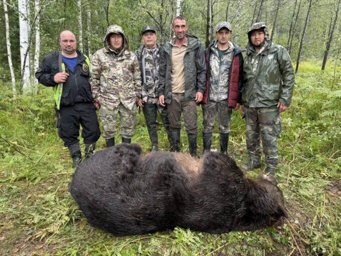 Медведь-людоед скорее всего уничтожен