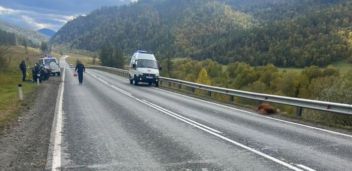 Байкер из Новосибирска сбил теленка на Чуйском тракте