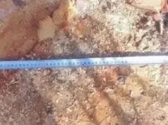 Более 70 незаконных рубок леса выявили в Республике Алтай