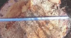 Более 70 незаконных рубок леса выявили в Республике Алтай
