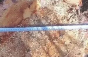 Более 70 незаконных рубок леса выявили в Республике Алтай Более 70 незаконных рубок леса выявили в Республике Алтай